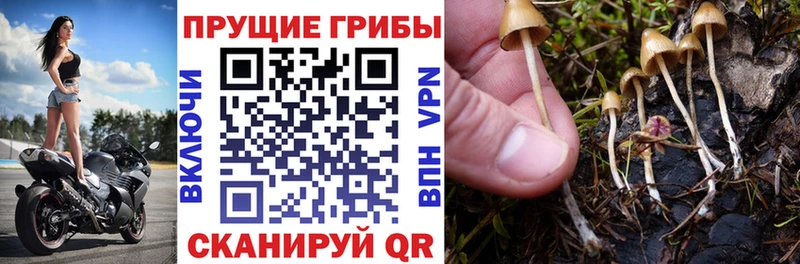 Псилоцибиновые грибы прущие грибы  Заполярный 